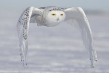 Snowy-Owl-hunting-on-the-tundra-scaled-e1641361148547.jpg